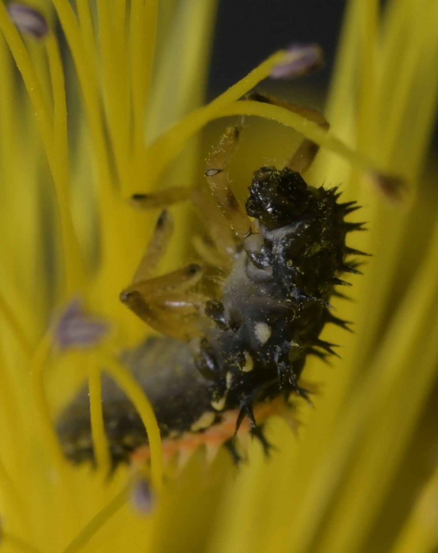 Richiesta di determinazione